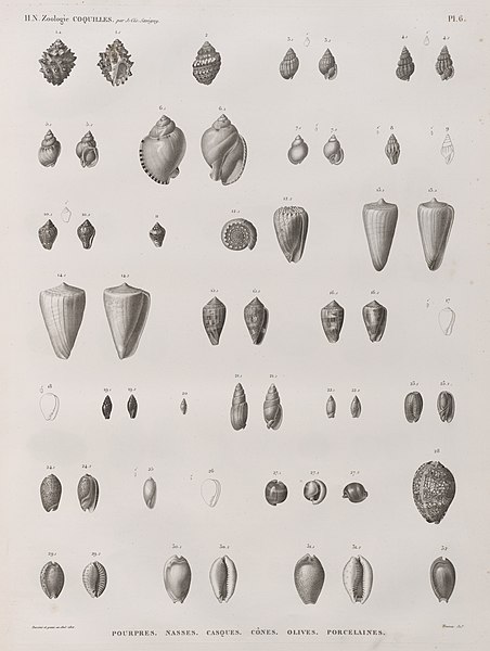 Pl.6 - Pourpres, Nasses, Casques, Cônes, Olives, Porcelaines