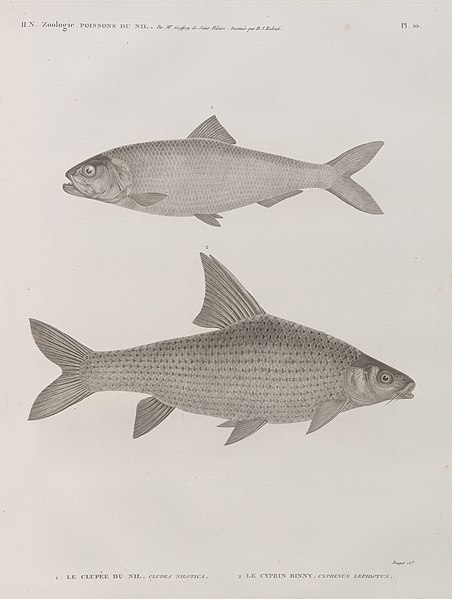 Pl.10 - 1. Le Clupée du Nil (Clupea nilotica) 2. Le Cyprin binny (Cyprinus lepidotus)