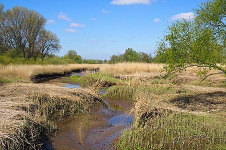 Freshwater mudflat in "Heuckenlock" nature reserve, Hamburg © Satohan