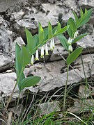 Angular solomons-seal Polygonatum odoratum.jpg