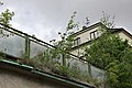 Betula pendula in eaves