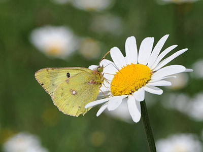 Colias hyale (Pale Clouded Yellow)