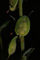 Corydalis scouleri