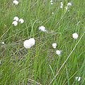 Eriophorum vaginatum