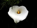 Fiore di calla / Calla lily.