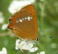 Lycaena virgaureae