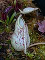 Pitcher of Nepenthes rafflesiana