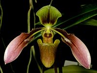 Paphiopedilum hookerae var. volonteanum