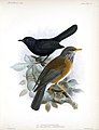 Turdus rufopalliatus, Melanoptila glabrirostris