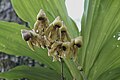 Epiphyt. Flor @ Cahal Pech, San Ignacio, Belize