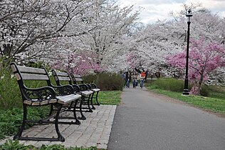 Cherry Blossoms, Branch Brook Park, New Jersey