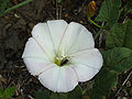 Flower Closeup Dehesa Boyal de Puertollano, Puertollano, Spain