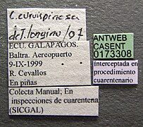 Crematogaster curvispinosa casent0173308 label 1.jpg