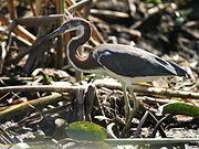 Egretta tricolor