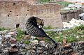 Licking cat in Largo Torre Argentina, Rome