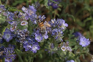 Phacelia distans