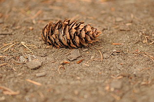 Damaged cone missing bract scales, Portland, Oregon