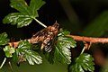 Ribes lacustre