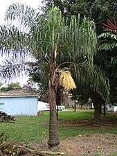 Ubicación de la inflorescencia.