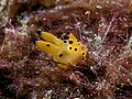 25 Thecacera sp. (Polyceridae nudibranch) uploaded by Nhobgood, nominated by Citron