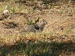 Washington ground squirrel (Urocitellus washingtoni), candidate 1.jpg