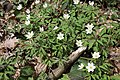 Anemone nemorosa