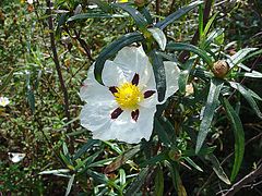 Cistus ladanifer in Almada.jpg