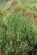 Cytisus oromediterraneus kz01.jpg