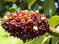 Magnolia obovata (syn. M. hypoleuca)