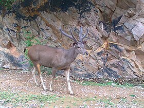 Male sambar deer in the Arravali mountain range of Alwar District of Rajasthan, India