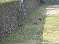 Deers grazing in one of the dry moats