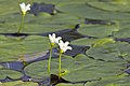 Water snowflake, Crooked Tree Wildlife Sanctuary