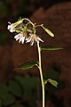 Prenanthes alata