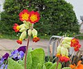 Primula veris Sunset Shades