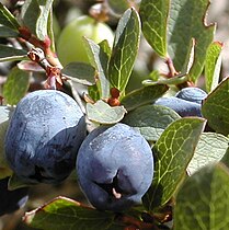 Bog bilberries