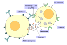 ADCC NKcell.svg