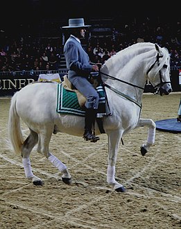 Caballo andaluz