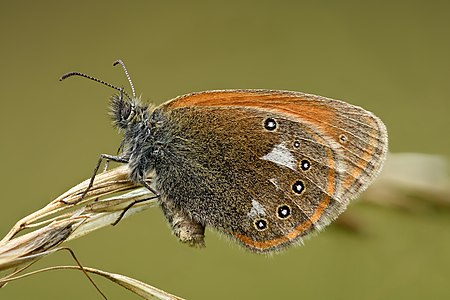 Coenonympha glycerion - Keila