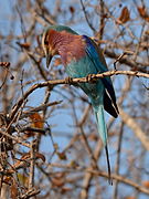 Coracias caudatus