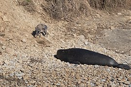 Coyote & Elephant Seal Chimney Rock Pt Reyes Marin CA 2019-03-11 10-39-46 (48265050211).jpg