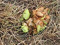 English: Wasps eating an apple that has fallen from a tree Deutsch: Wespen, die einen heruntergefallenen Apfel essen