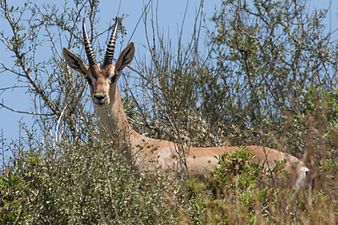 Mountain gazelle