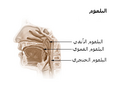 العربية