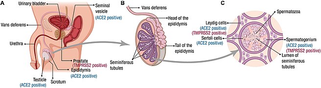 Male reproductive tract, spermatogenesis, and SARS-CoV-2 receptor expression.jpg