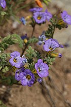 Phacelia fremontii