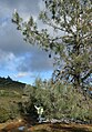 Mount Diablo State Park