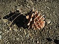 Cone, Mount Diablo State Park