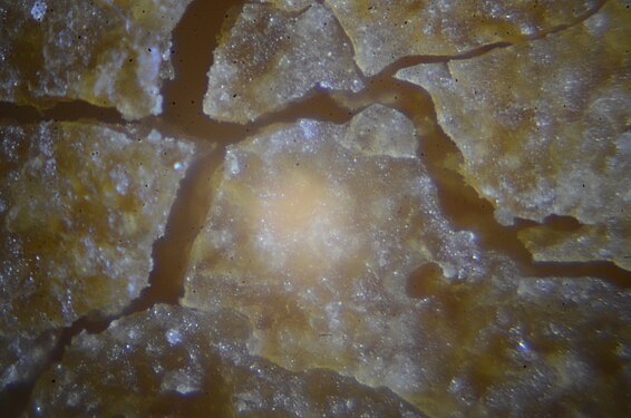 A piece of bread (the brown skin of white bread) under a microscope