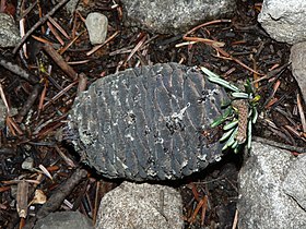 Abies amabilis