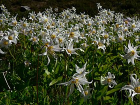 Erythronium montanum